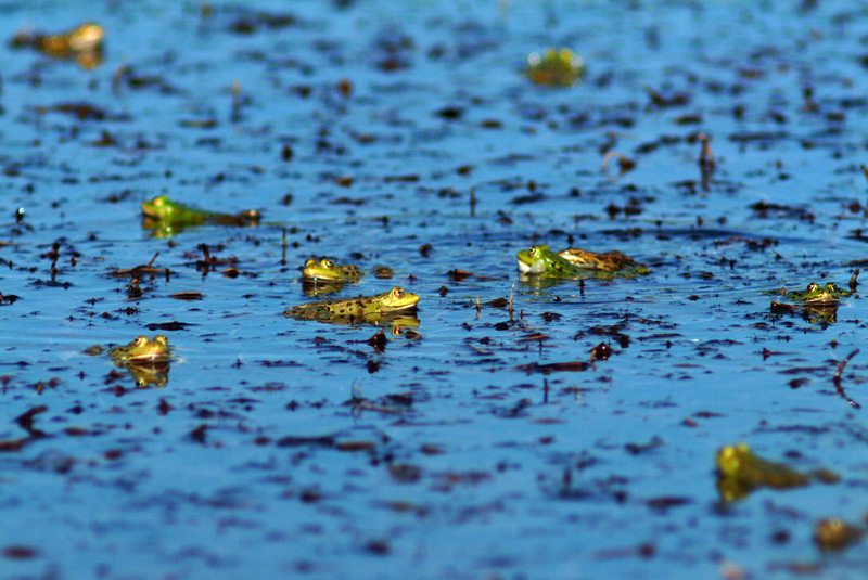 Rana da determinare - Livorno - Pelophylax sp.